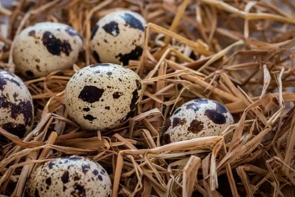 "Quail eggs" are beneficial when eaten. And what are the effects?